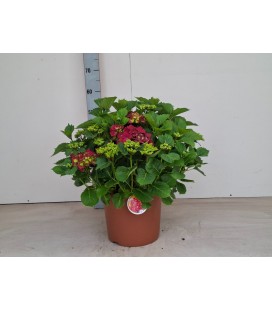Hortensia hi fire pot de 29