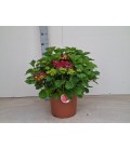 Hortensia hi fire pot de 29