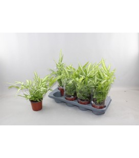 Pteris Albolineata Ø 12