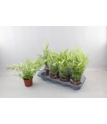 Pteris Albolineata Ø 12