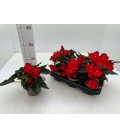 Begonia Florencio red Ø 13 