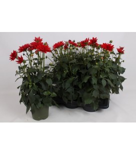 Dahlia Red Velvet Ø 17