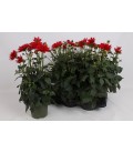Dahlia Red Velvet Ø 17