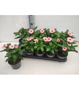 Vinca Ø 12 h 25 rouge et rose