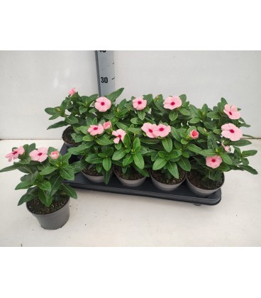 Vinca Ø 12 h 25 rouge et rose