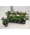 Vinca Ø 12 h 25 rouge et rose