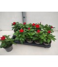 Vinca Ø 12 h 25 rouge et rose