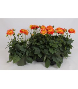Dahmia Caddy Corn Ø 17