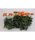 Dahmia Caddy Corn Ø 17