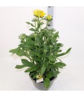 Rudbeckia Sunbeck mix Ø 27 h 70