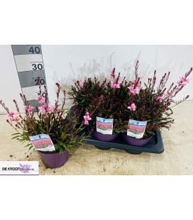 Gaura pink Ø 17