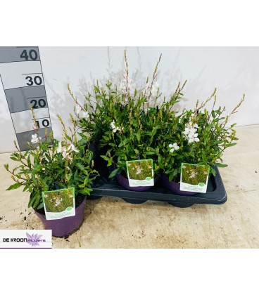 Gaura blanc Ø 17