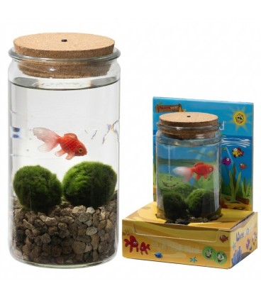 Plante Poisson dans verre