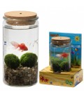 Plante Poisson dans verre