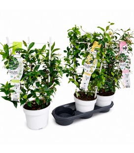 Jasmin Trachelosporum Ø 19 h 70