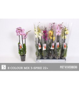 Phalaenopsis mix coul Ø12 h 65 3 b