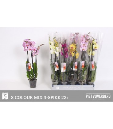 Phalaenopsis mix coul Ø12 h 70 3 b