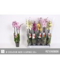 Phalaenopsis mix coul Ø12 h 65 3 b