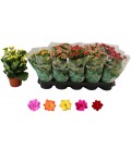 Kalanchoe mix 5 coul Ø 12