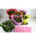 Kalanchoe coupe 23 cm diff coul