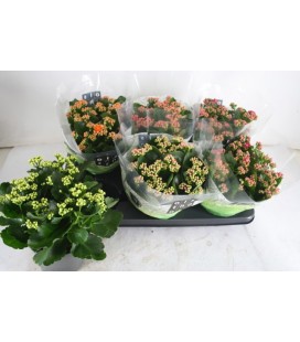 Kalanchoe Ø 15 mix 5 coul