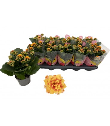 Kalanchoe Dylan Bicolor Ø 10.5