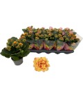 Kalanchoe Dylan Bicolor Ø 10.5