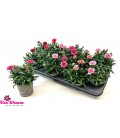 Oeillet pot de 10.5