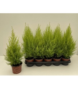 Gold Crest pot de 12