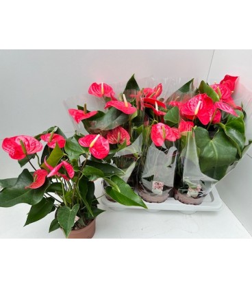 Anthurium California Ø 17