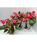 Anthurium California Ø 17