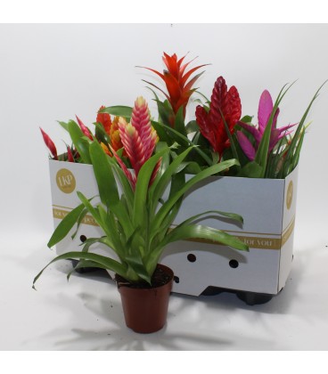 Bromelia mix Ø 12