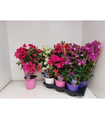 Bougainvillier Dania Espa Ø17 h 65 