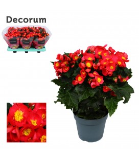 Begonia Valentine Pink pot de 14