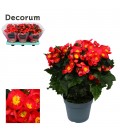 Begonia Valentine Pink pot de 14
