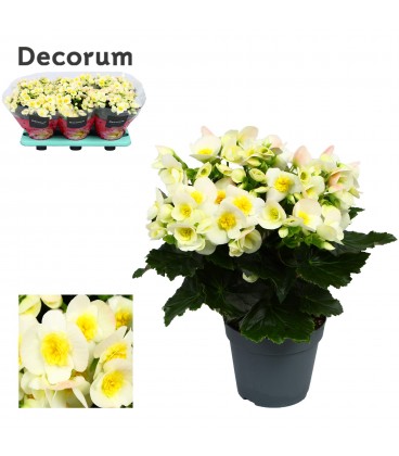 Begonia valentin pot de 14