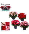 Begonia Betulia Pot de 19