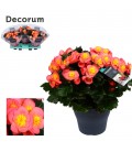 Begonia Belove peach pot 19