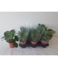Pilea Ø 11