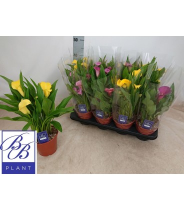 Calla mix pot de 14 h 40