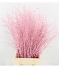 Bouleau Rose pal 70 cm ( bottillon)