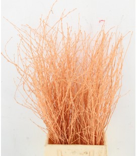 Bouleau Apricot 70 cm ( bottillon)