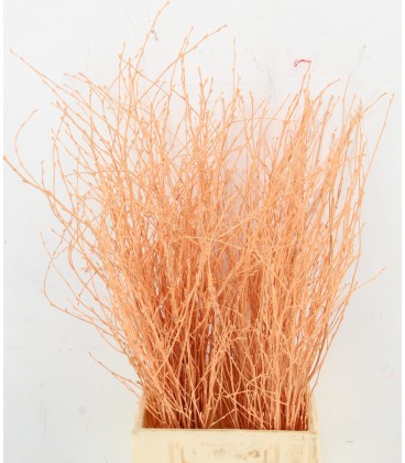 Bouleau Apricot 70 cm ( bottillon)