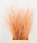 Bouleau Apricot 70 cm ( bottillon)