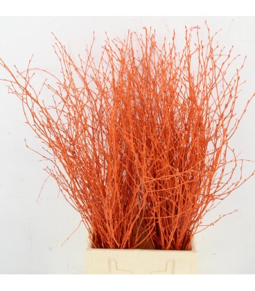 Bouleau Orange 70 cm ( bottillon)