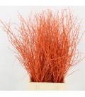 Bouleau Orange 70 cm ( bottillon)