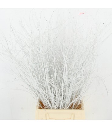 Bouleau Blanc 70 cm ( bottillon)