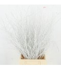 Bouleau Blanc 70 cm ( bottillon)
