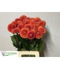 Dahlia Cornel Bronze 70 cm