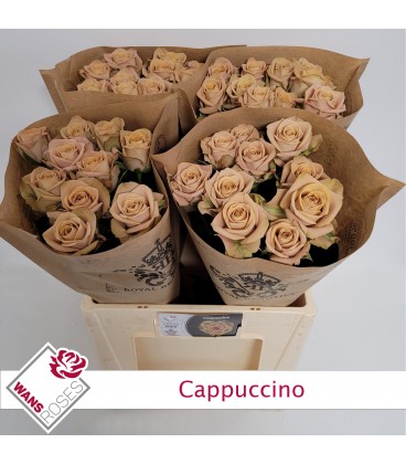 Rose Cappuccino 60 cm